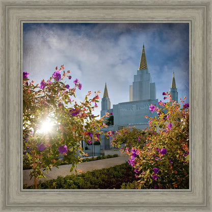 Oakland Brightness and Glory