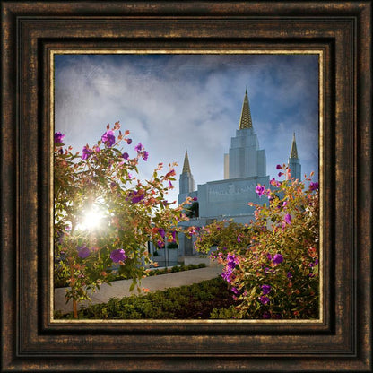 Oakland Brightness and Glory