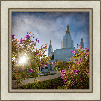 Oakland Brightness and Glory