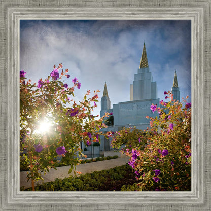 Oakland Brightness and Glory