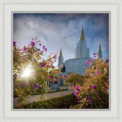 Oakland Brightness and Glory