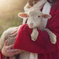 The Good Shepherd