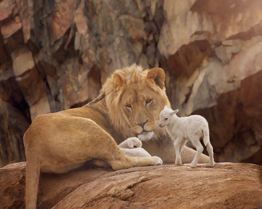 The Lion and The Lamb Gallery Wrap