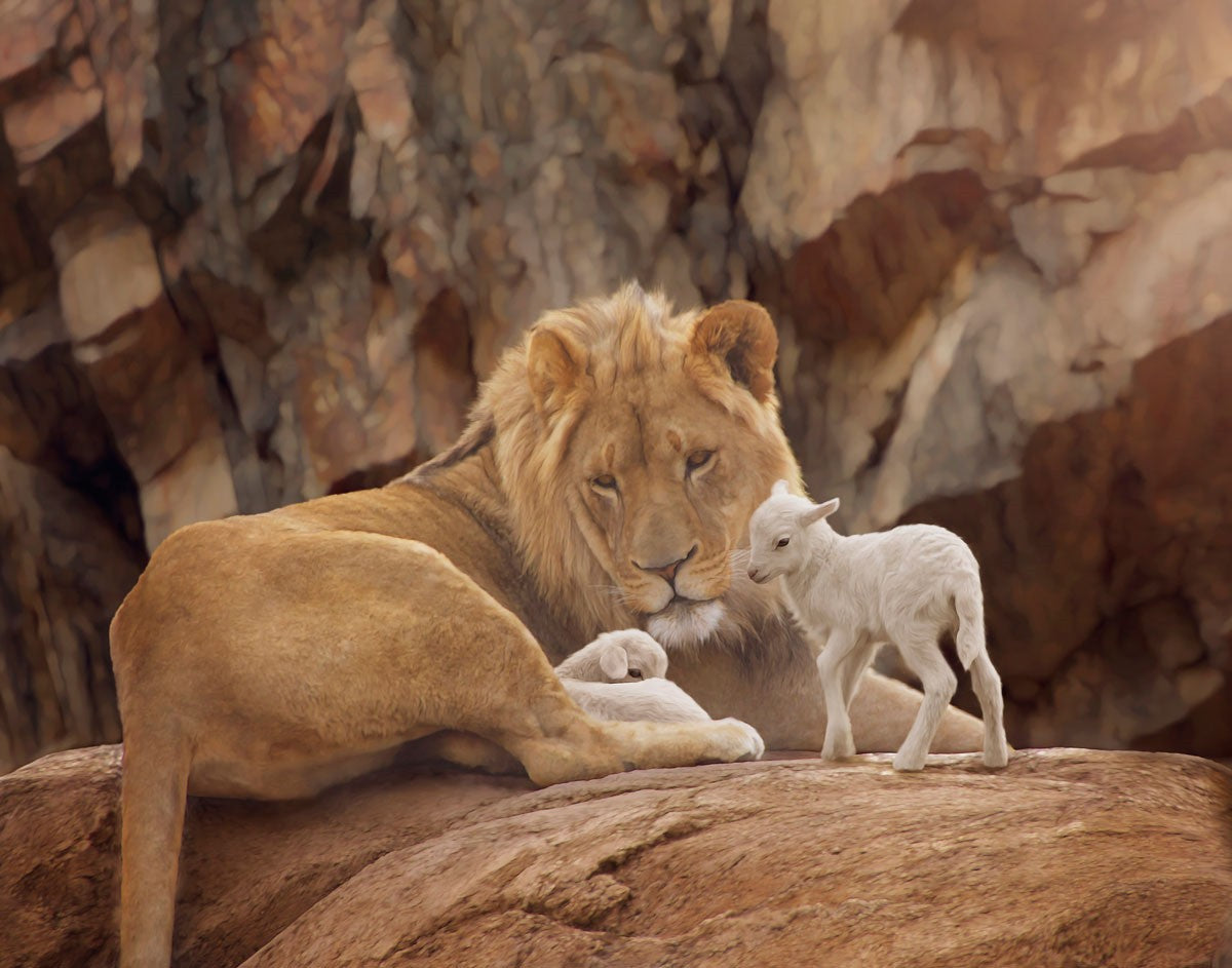 The Lion and The Lamb Gallery Wrap