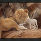 The Lion and The Lamb