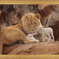 The Lion and The Lamb