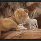 The Lion and The Lamb