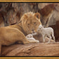The Lion and The Lamb