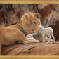 The Lion and The Lamb