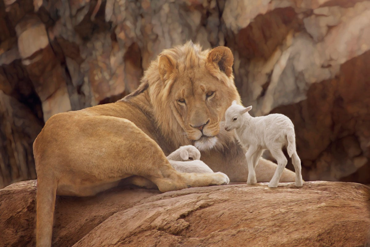 The Lion and The Lamb Gallery Wrap