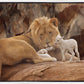 The Lion and The Lamb