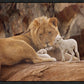 The Lion and The Lamb