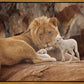 The Lion and The Lamb