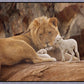 The Lion and The Lamb
