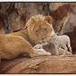 The Lion and The Lamb