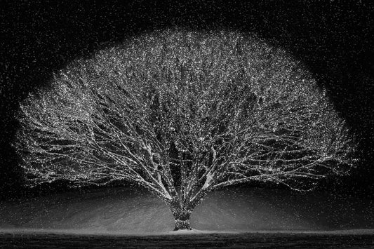 Winter Wonderland Gallery Wrap