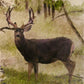 Mule Deer