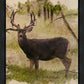 Mule Deer