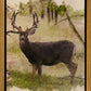 Mule Deer