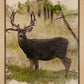 Mule Deer