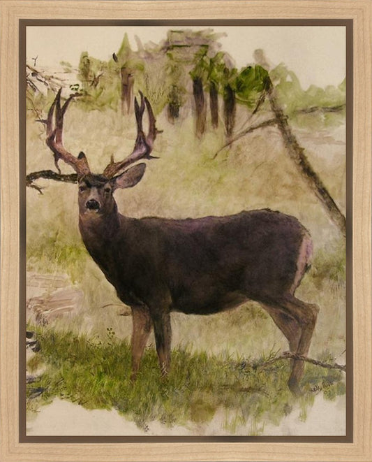 Mule Deer
