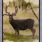 Mule Deer