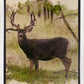 Mule Deer