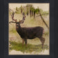 Mule Deer