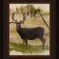 Mule Deer