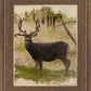Mule Deer