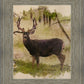 Mule Deer