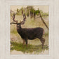 Mule Deer