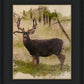 Mule Deer