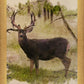 Mule Deer