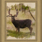 Mule Deer