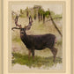 Mule Deer