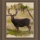 Mule Deer