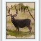 Mule Deer