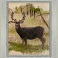 Mule Deer