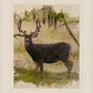 Mule Deer