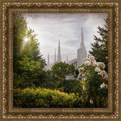 Portland Brightness and Glory