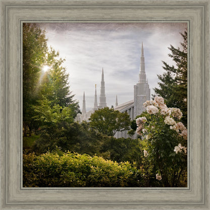 Portland Brightness and Glory