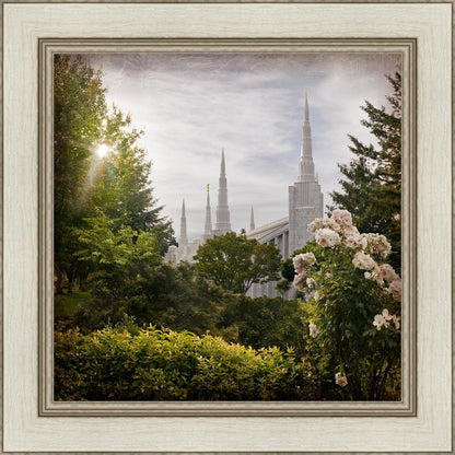 Portland Brightness and Glory