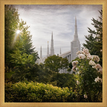 Portland Brightness and Glory