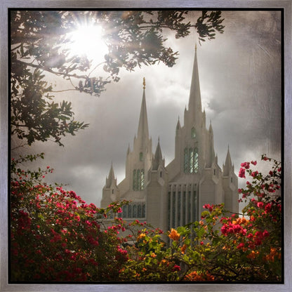 San Diego Brightness and Glory