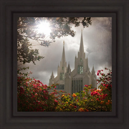 San Diego Brightness and Glory