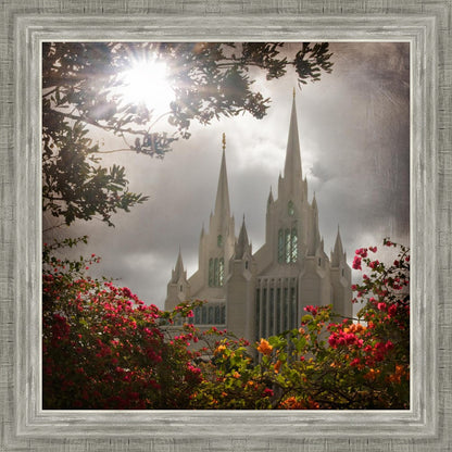 San Diego Brightness and Glory