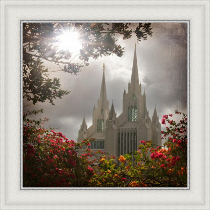 San Diego Brightness and Glory