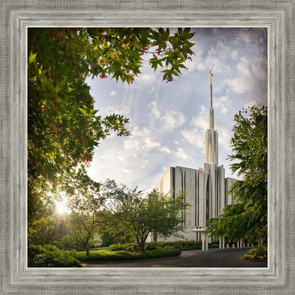 Seattle Brightness and Glory