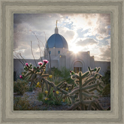 Tucson Brightness and Glory